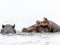 Rezerwat w Chobe (Botswana)